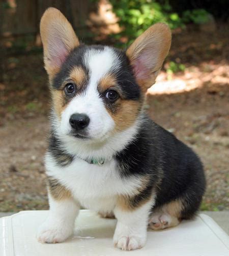 Top 20 Cutest Dog Breeds Around The World