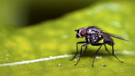 Maggots eat away the damaged flesh, which helps the wound heal. Funny Flies Insects Wallpapers HD / Desktop and Mobile ...