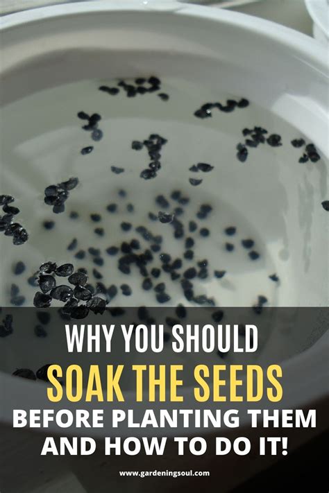 Oh zucchini, how i love thee! Why You Should Soak The Seeds Before Planting Them and How ...