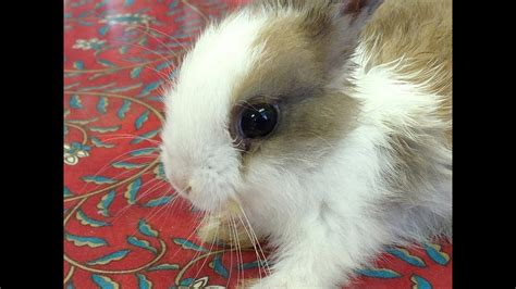 World Cutest Little Bunny Rabbit Lucky Latte 006 Youtube