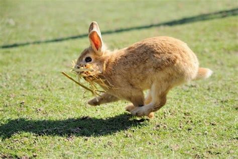 Can Rabbits Walk Or Just Hop — Rabbit Care Tips