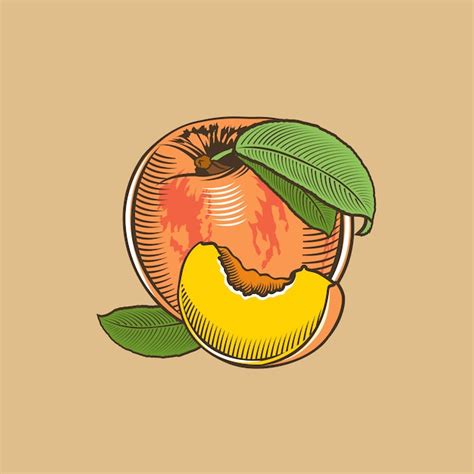 Premium Vector Peach In Vintage Style Colored Vector Illustration