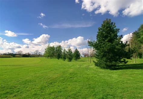 Beautiful Meadow With A Pine Tree Stock Photos Image 5074083