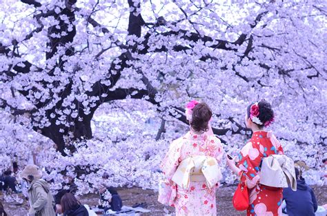 Best Time For Hanami Season In Japan Rove Me