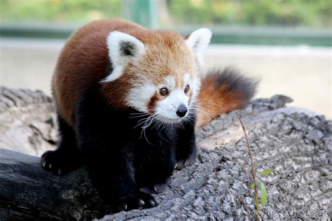 Am donnerstag (1.7.) steigt in der argekultur die geschichte von den pandabären, gefolgt von aufführungen in lofer und saalfelden. Roter Pandabär - Zoo Bratislava