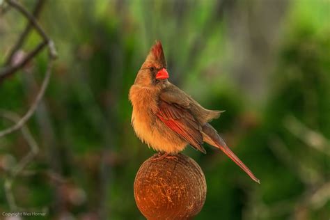 Female Northern Cardinal Cardinalis Cardinalis Red Birds Birds