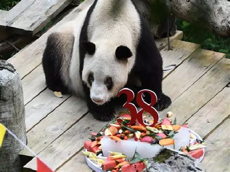 Worlds Oldest Panda In Captivity Dies Aged 38 Worlds Oldest Panda