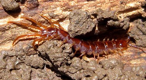 Stone Centipede Bugguidenet