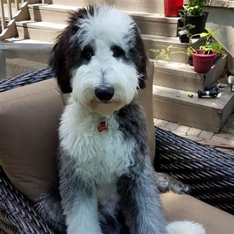 We did not find results for: Sheepadoodle Puppies for Sale in Virginia by Debs Doodles