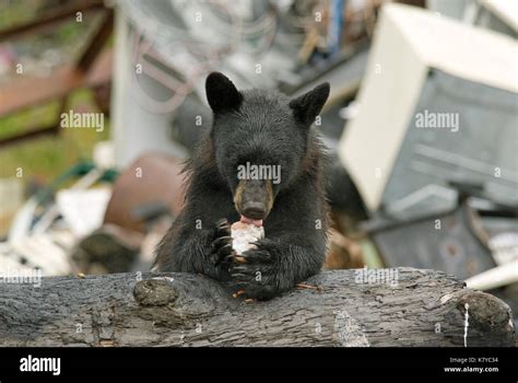 Black Bear Ursus Americanus Eating At A Garbage Dump Near Hyder