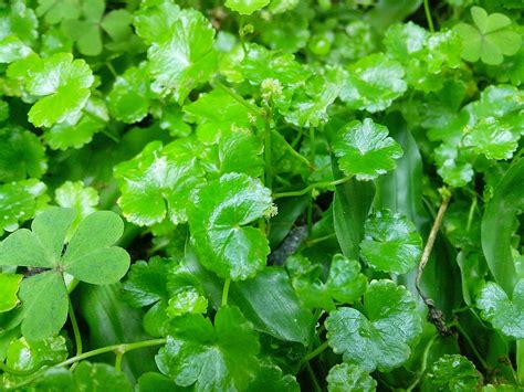What kind of weeds taste like corn silk? Endah Murniyati's Journey: EDIBLE WEED : PART 7