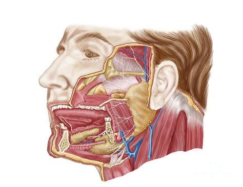 Anatomy Of Human Salivary Glands Digital Art By Stocktrek Images