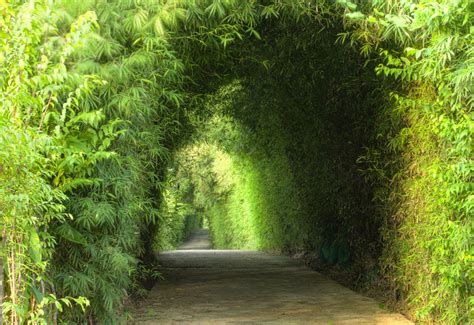 15 Breathtaking Tree Tunnels And Canopies Garden Lovers Club