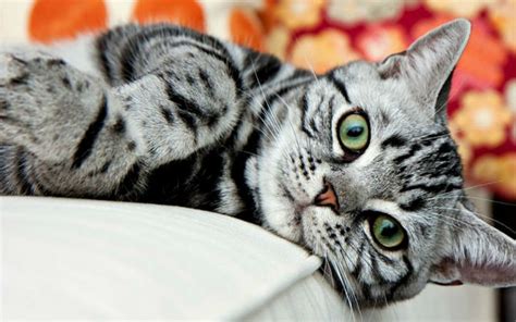 Celo, cortejo y apareamiento en los. Los 8 gatos más raros y caros del mundo - Mendoza Post