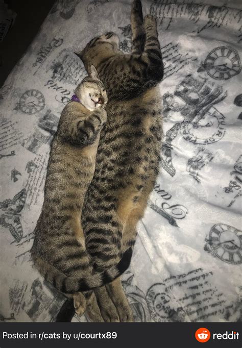 Brother And Sister They Always Cuddle Rcuddlykitties