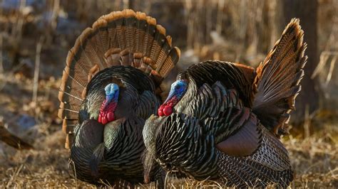 Eastern Wild Turkeys Strutting In Wisconsin Wild Birds Photography