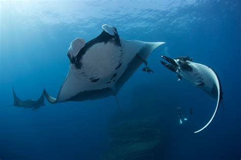 Worlds First Known Nursery For Giant Manta Rays Discovered In Gulf Of