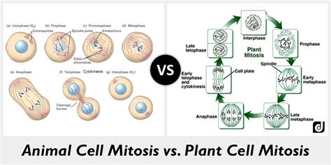 Which Differences Between Plant And Animal Cell Mitosis Are Listed