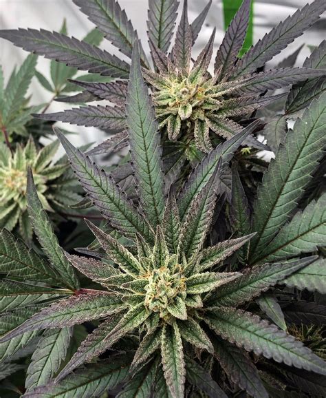 Umami Seeds - Powduh - Neptune Seed Bank - Cannabis Strains