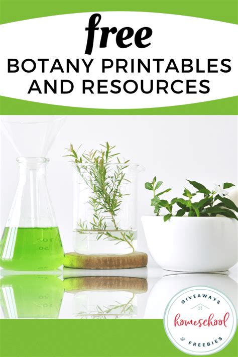 Free Botany Worksheets And Plant Printables For Kids