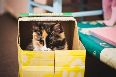 Why Do Cats Like Boxes Heres Why Your Cat Loves Cardboard Boxes
