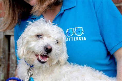 Rehoming Battersea Dogs And Cats Home