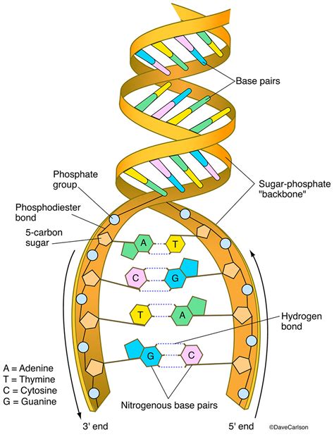 Dna Structure Carlson Stock Art