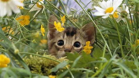 Wallpaper Face Cat Flowers Grass Wildlife Whiskers Flower