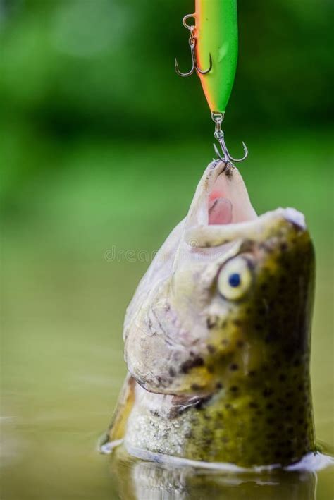 Fish Open Mouth Hang On Hook On Hook Trout Caught Good Catch Fish