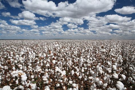 Cotton Prices Stable Amid Global Commodity Spike Whats Going On