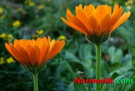 Календула - уникальные лечебные свойства растения » Narmedik.com Картинка - Календула - уникальные лечебные свойства растения » Narmedik.com