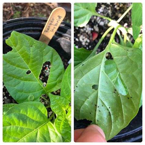 Little Black Bugs On Plants