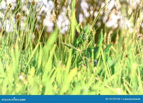 Wild Grass Stalk Backlit Nature Stock Image Image Of Flora Color