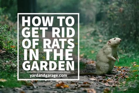 How To Get Rid Of Rats Outside Safely Yard And Garage