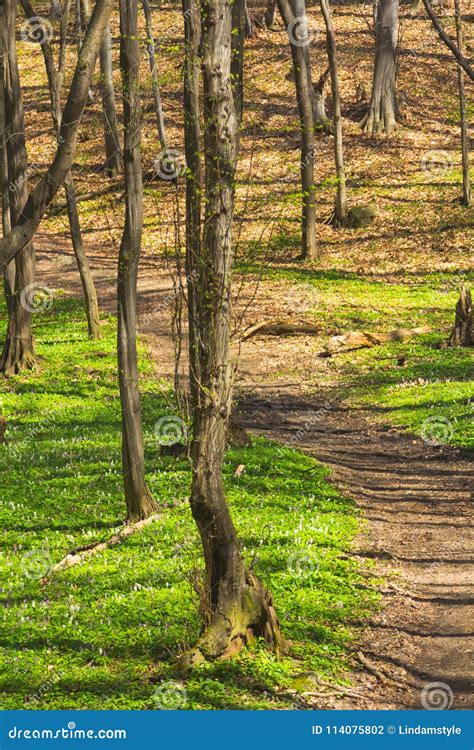 Trees In Forest Early Spring Stock Photo Image Of Branches