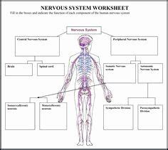 There are two types of nerve fibres associated with the pns; Nervous System Worksheet High School New Central Nervous ...
