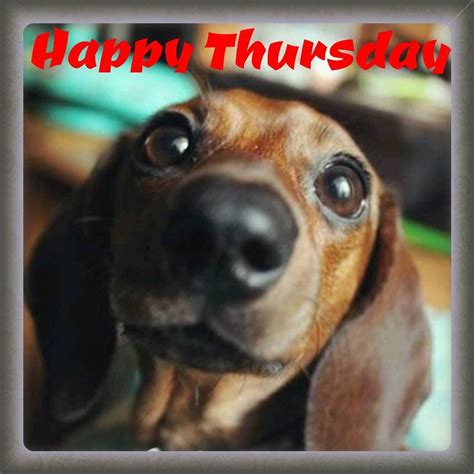 Thursday Happy Thursday Pup Dogs