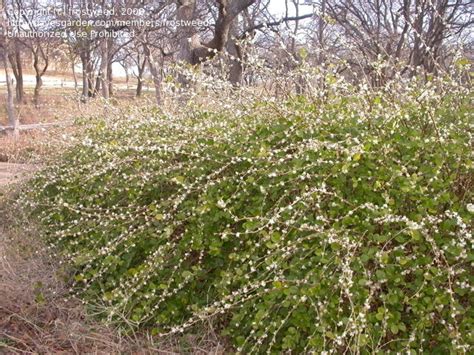 Mar 12, 2020 · to prevent winter rhododendron stress burn, take good care of the bushes during the growing season. PlantFiles Pictures: Lonicera Species, Winter Honeysuckle ...
