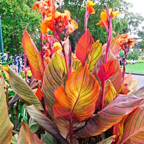 Most Best Price Fast Delivery To Your Doorstep Pink Canna Lily Bulbs