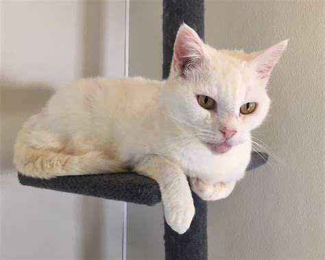 Abandoned Senior Cat Snowball Deserves So Much Better Friends Of The