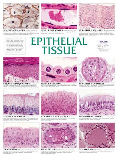 Wall Chart Epithelial Tissue