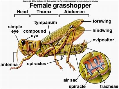 Grasshopper Anatomy External Female Biology Bio Spiracles