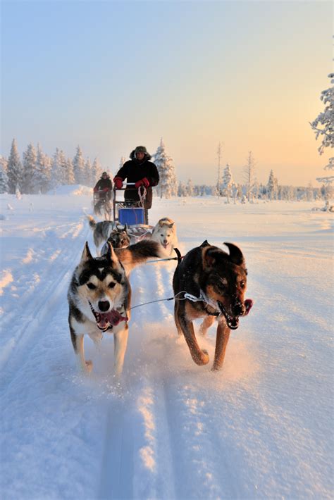 Dog Sledding In Swedish Lapland Scandinavia Sweden