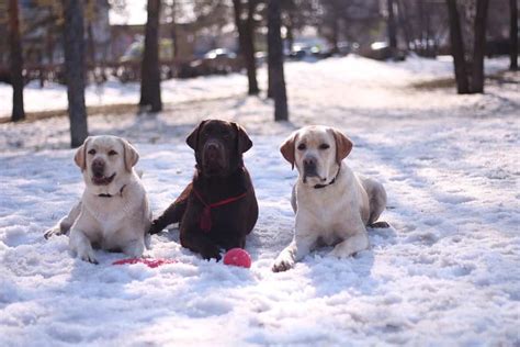 The Labrador Retriever Ultimate Breed Information Guide Your Dog