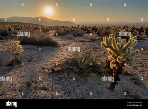 Cholla Garden Sunrise Stock Photo Alamy