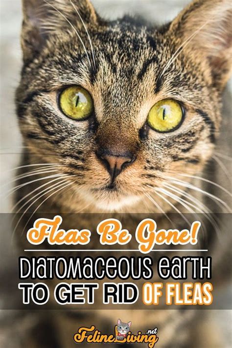 Diatomaceous earth is very effective for getting rid of pesky fleas on your cat. Diatomaceous earth is very useful with cats if done right ...