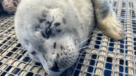 B C Wildlife Seal Pup Rescued Named Timbit Ctv News