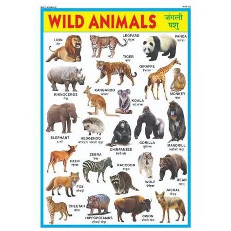 Sikkim Animals Name Chart Wild Animals Chart Hellobookmine There Vrogue