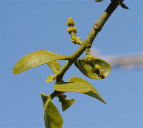 Phoradendron Leucarpum American Mistletoe False Mistletoe Mistletoe