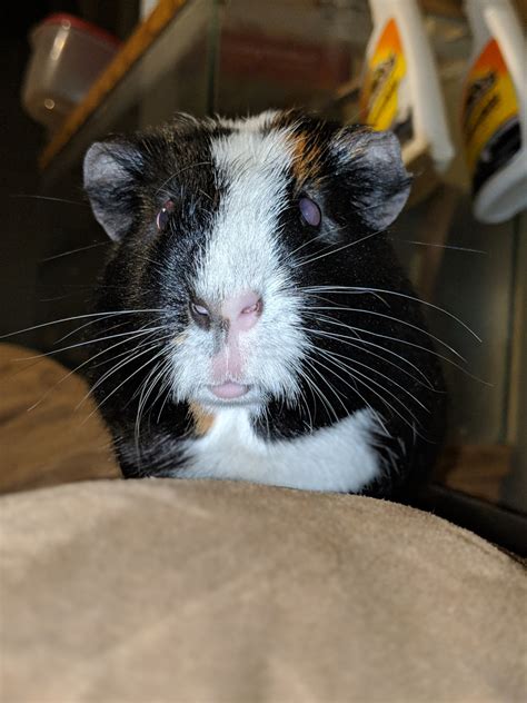 Guinea pigs have always been one of the exotic pets i recommend most, especially for families considering a pet for the first time. Guinea Pig Rodents For Sale | Medway, OH #292093 | Petzlover